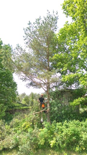 Trefelling, Gressvik